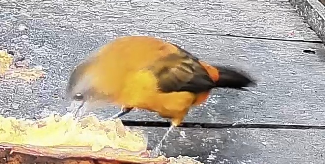 Passerini's tanager