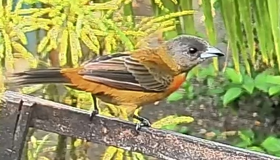 Passerini's tanager