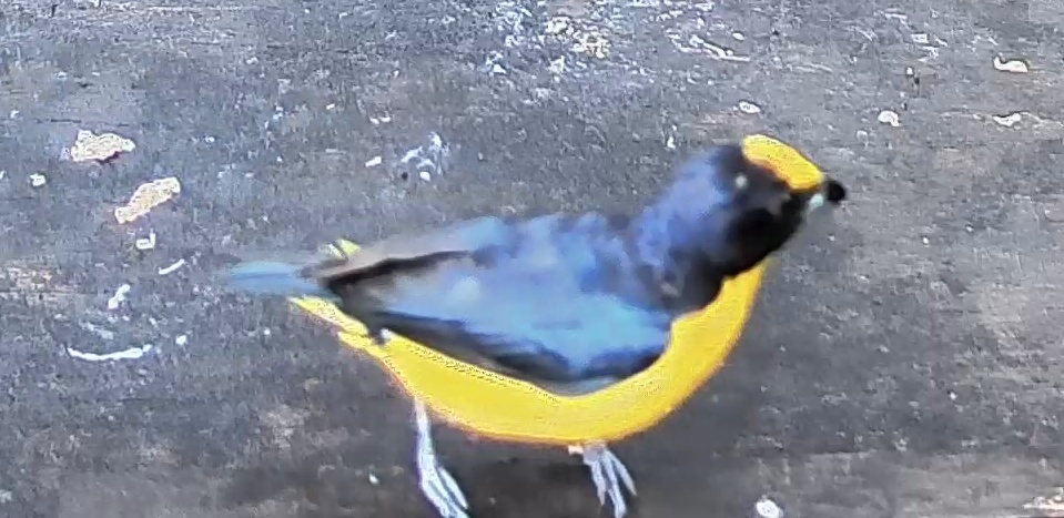 Yellow-throated Euphonia