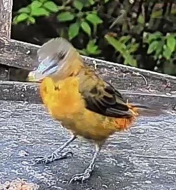 Flame-rumped Tanager