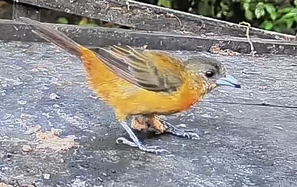 Flame-rumped Tanager