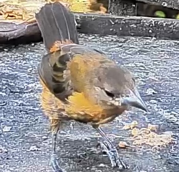 Passerini's tanager