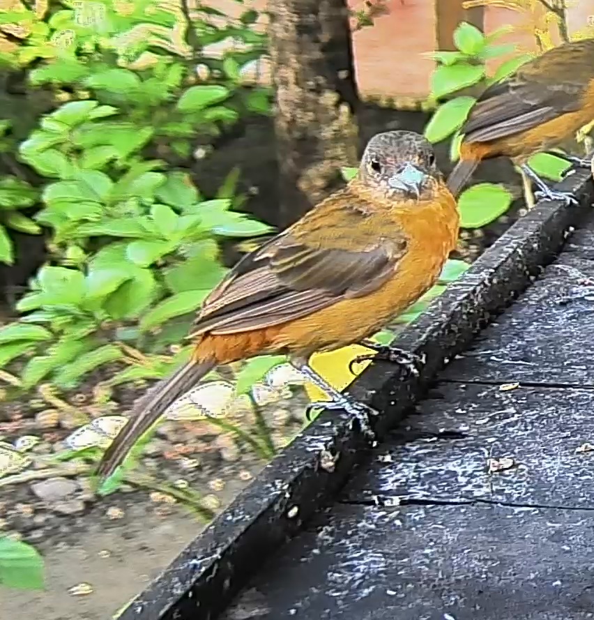 Passerini's tanager