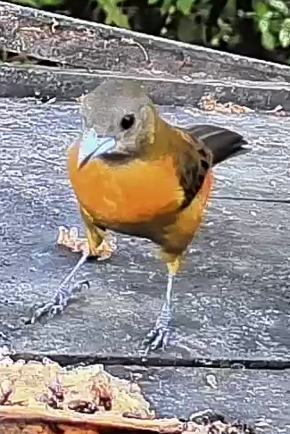 Passerini's tanager