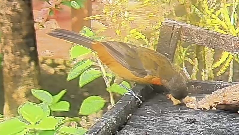 Passerini's tanager