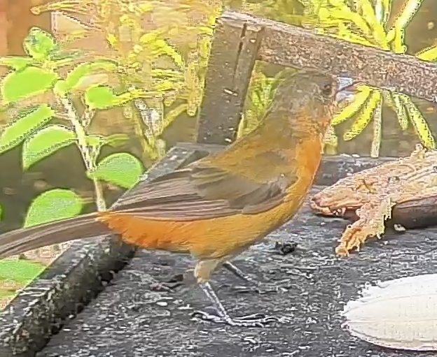 Passerini's tanager