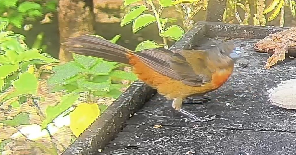 Passerini's tanager