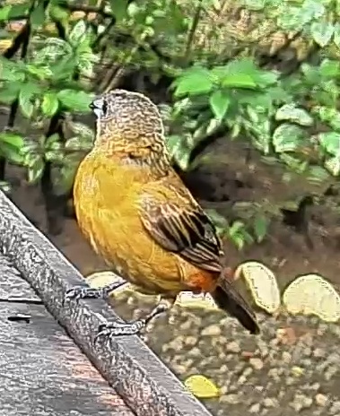 Passerini's tanager