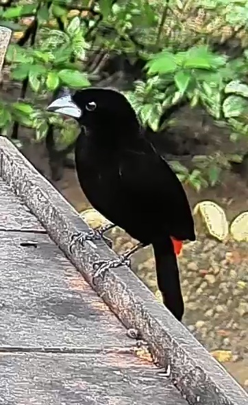 Passerini's tanager
