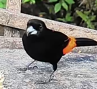 Flame-rumped Tanager
