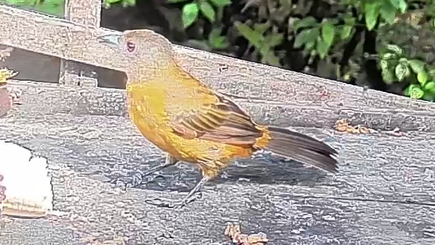 Passerini's tanager