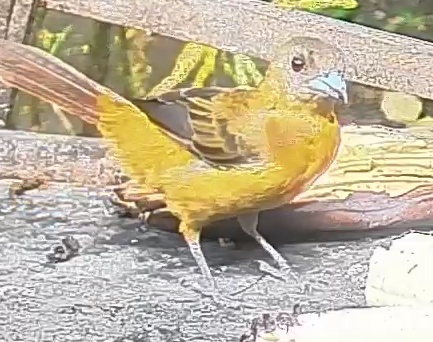 Passerini's tanager