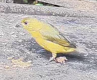 Spot-crowned Euphonia