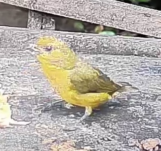 Thick-billed euphonia