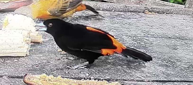 Flame-rumped Tanager