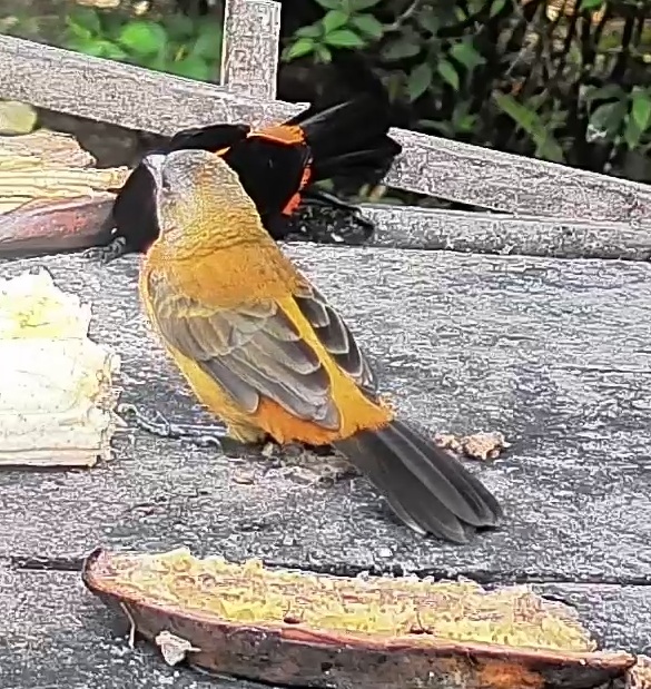 Passerini's tanager