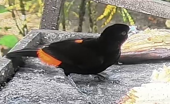 Passerini's tanager