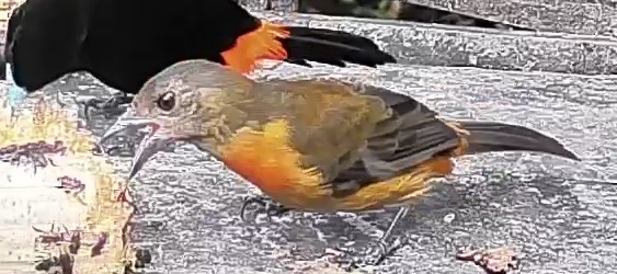 Flame-rumped Tanager