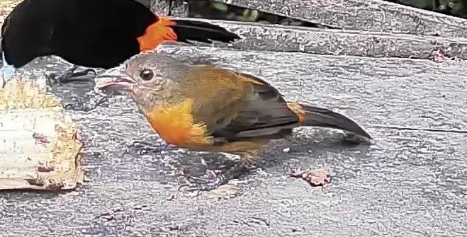 Passerini's tanager
