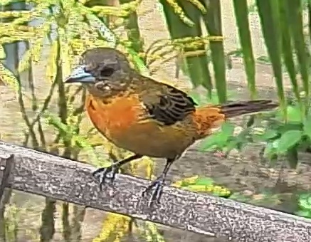 Flame-rumped Tanager