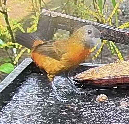 Passerini's tanager