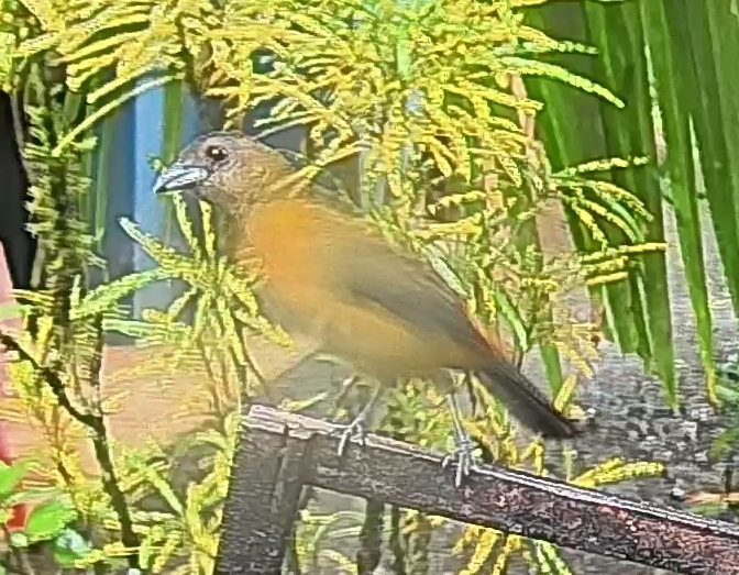 Passerini's tanager