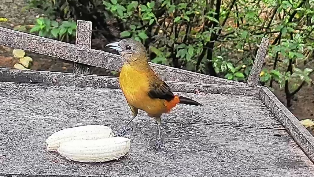 Passerini's tanager