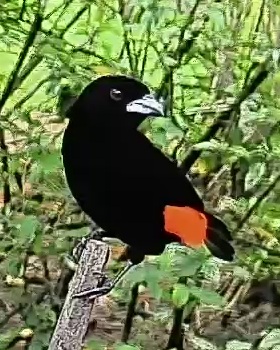 Flame-rumped Tanager