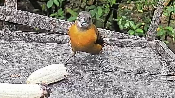 Passerini's tanager