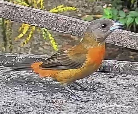 Passerini's tanager