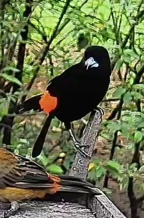 Flame-rumped Tanager