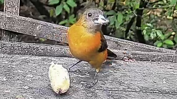 Flame-rumped Tanager
