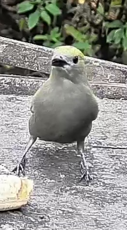 Palm tanager