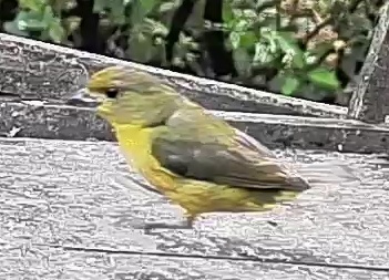 Thick-billed euphonia