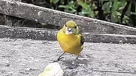 Thick-billed euphonia