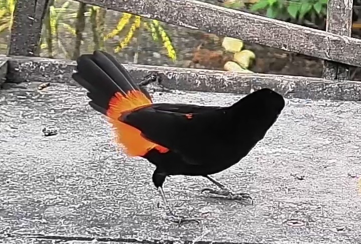 Flame-rumped Tanager