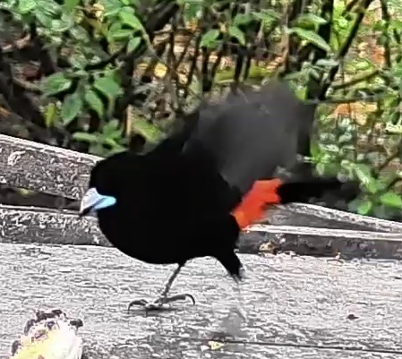 Passerini's tanager