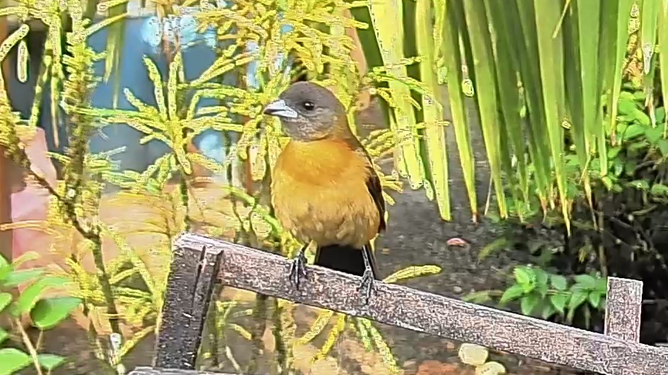 Passerini's tanager