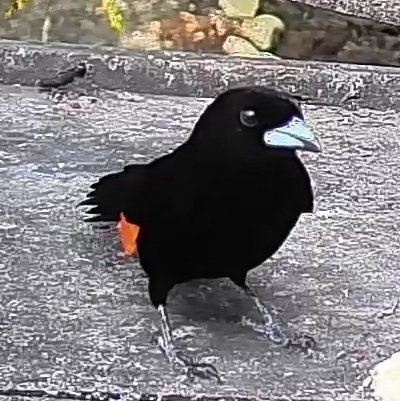 Flame-rumped Tanager
