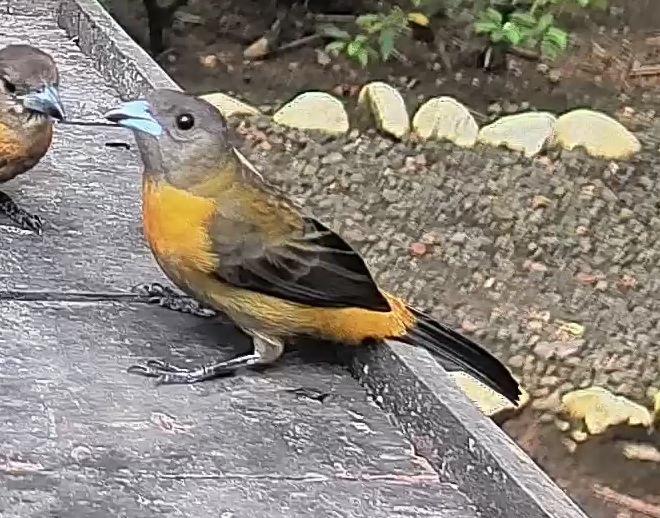 Passerini's tanager