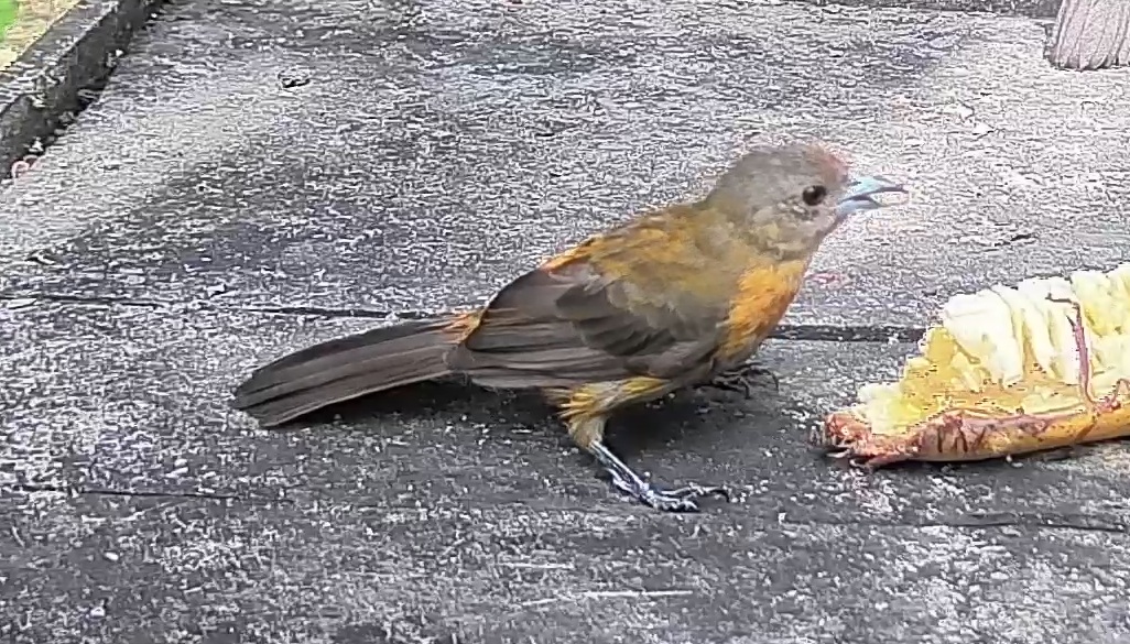 Passerini's tanager