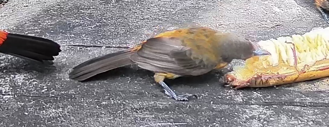 Passerini's tanager