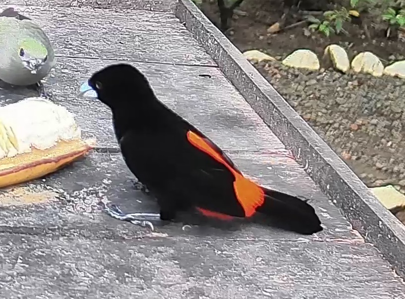 Flame-rumped Tanager