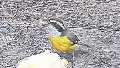Bananaquit