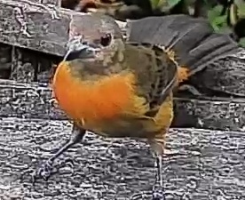Flame-rumped Tanager