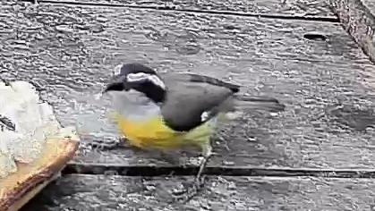 Bananaquit