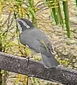 Bananaquit