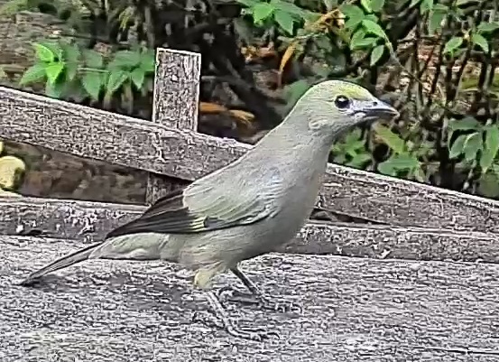 Palm tanager