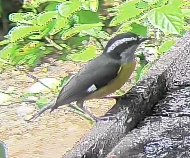 Bananaquit