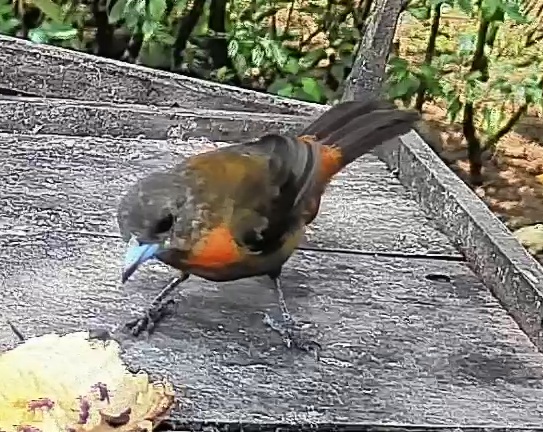 Passerini's tanager